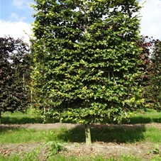 Fagus sylvatica - Formgehölze, mDb Spalier 160x160 cm Sth. 50 cm 25- 30