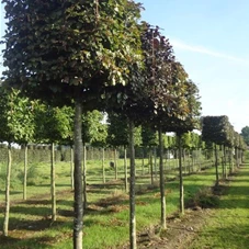 Fagus sylvatica 'Atropunicea' - Formgehölze, H mDb Kubus 100x100x100 cm 20- 25