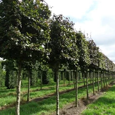 Fagus sylvatica 'Atropunicea' - Formgehölze, H mDb Quader 160x110x110 cm 25- 30