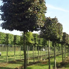 Fagus sylvatica 'Atropunicea' - Formgehölze, H mDb Kubus 100x100x100 cm 25- 30