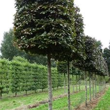 Fagus sylvatica 'Atropunicea' - Formgehölze, H mDb Quader 160x110x110 cm 30- 35