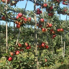 Malus 'Elstar' CAC, mDb Spalier 160x160 cm Sth. 50 cm 14- 16