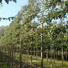 Malus 'Elstar' CAC, H mDb Spalier 160x160 cm Sth. 210 cm 20- 25