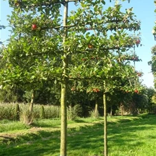 Malus 'Elstar' CAC, H mDb Spalier 160x160 cm Sth. 210 cm 25- 30