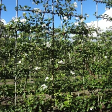 Malus 'Evereste' -R- CAC, mDb Spalier 250x160 cm Sth. 50 cm 14- 16