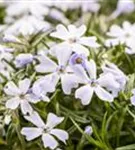 Garten-Teppich-Flammenblume - Phlox subulata 'White Delight'