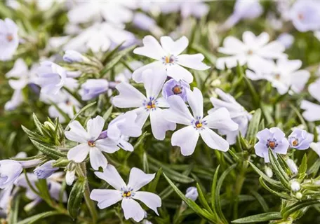 Phlox subulata 'White Delight' - Garten-Teppich-Flammenblume