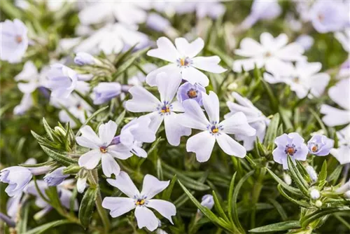 Garten-Teppich-Flammenblume - Phlox subulata 'White Delight'