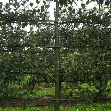 Malus 'Notaris' CAC, mDb Spalier 160x160 cm Sth. 50 cm 16- 18