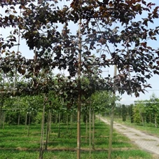 Malus toringo Scarletta, H mDb Spalier 160x160 cm Sth. 210 cm 18- 20