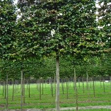 Parottia persica - Formgehölze, H mDb Spalier 160x160 cm Sth. 210 cm 20- 25