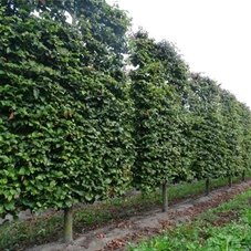 Parrotia persica - Formgehölze, mDb Spalier 250x160 cm Sth. 50 cm 25- 30