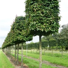 Parrotia persica - Formgehölze, H mDb Quader 180x140x140 cm 35- 40