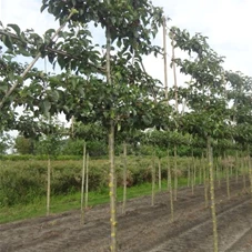 Pyrus calleryana 'Chanticleer' CAC - Formgehölze, H mDb Spalier 130x 220 cm Sth. 210 cm 14- 16