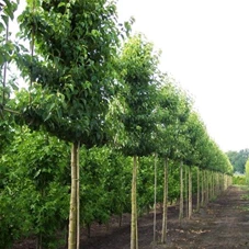 Pyrus calleryana 'Chanticleer' CAC - Formgehölze, H mDb Spalier 130x 220 cm Sth. 210 cm 16- 18