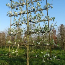 Pyrus calleryana 'Chanticleer' CAC - Formgehölze, mDb Spalier 250x 160 cm Sth. 50 cm 18- 20