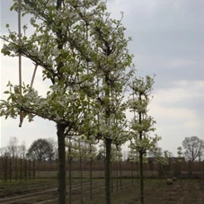 Pyrus calleryana 'Chanticleer' CAC - Formgehölze, H mDb Spalier 130x 220 cm Sth. 210 cm 20- 25