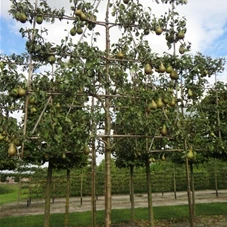 Pyrus com.'Conference' CAC - Formgehölze, H mDb Spalier 160x160 cm Sth. 210 cm 14- 16