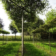 Quercus palustris - Formgehölze, H mDb Dachform Sth. 240 cm 16- 18