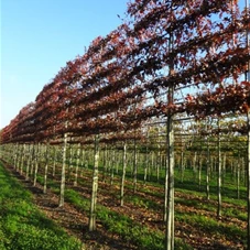 Quercus palustris - Formgehölze, H mDb Spalier 200x220 cm Sth. 225 cm 20- 25