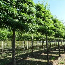 Quercus palustris - Formgehölze, H mDb Spalier 130x220 cm Sth. 210 cm 30- 35