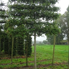 Quercus palustris - Formgehölze, H mDb Spalier 200x220 cm Sth. 225 cm 30- 35