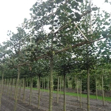 Tilia cordata 'Rancho' - Formgehölze, H mDb Spalier 160x160 cm Sth. 210 cm 16- 18