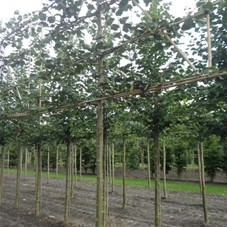 Tilia cordata 'Rancho' - Formgehölze, H mDb Spalier 160x160 cm Sth. 210 cm 18- 20