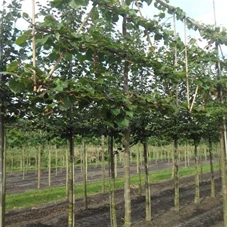 Tilia cordata 'Winter Orange' - Formgehölze, H mDb Spalier 130x220 cm Sth. 210 cm 16- 18