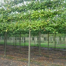 Tilia cordata 'Winter Orange' - Formgehölze, H mDb Spalier 130x220 cm Sth. 210 cm 18- 20