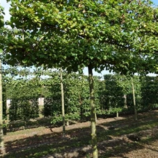 Tilia cordata 'Winter Orange' - Formgehölze, H mDb Spalier 130x220 cm Sth. 210 cm 20- 25