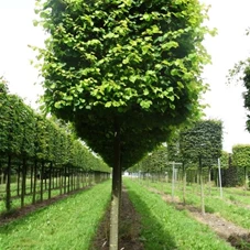 Tilia cordata 'Winter Orange' - Formgehölze, H mDb Kubus 110x110x110 cm 30- 35