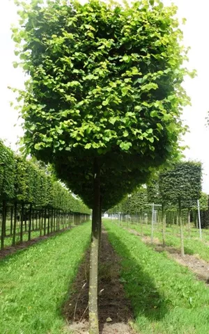 Tilia cordata 'Winter Orange' - Formgehölze