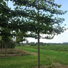 Tilia europaea 'Pallida' - Formgehölze, H mDb Spalier 130x220 cm Sth. 210cm 18- 20