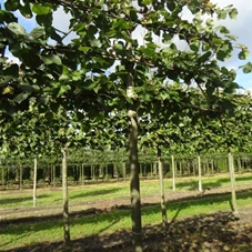 Tilia europaea 'Pallida' - Formgehölze, H mDb Spalier 130x220 cm Sth. 210cm 20- 25