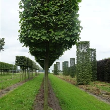 Tilia europaea 'Pallida' - Formgehölze, H mDb Kubus 110x110x110 cm 20- 25