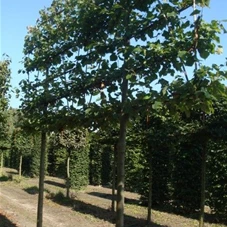 Tilia europaea 'Pallida' - Formgehölze, H mDb Spalier 200x220 cm Sth. 225 cm 20- 25