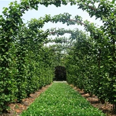 Tilia europaea 'Pallida' - Formgehölze, mDb Torbogen 275x250 cm 20- 30