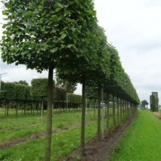 Tilia europaea 'Pallida' - Formgehölze, H mDb Kubus 110x110x110 cm 25- 30