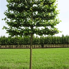 Tilia europaea 'Pallida' - Formgehölze, H mDb Spalier 200x220 cm Sth. 225 cm 25- 30