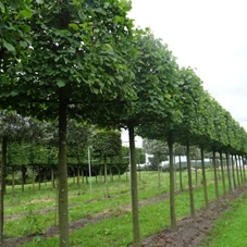 Tilia europaea 'Pallida' - Formgehölze, H mDb Kubus 110x110x110 cm 30- 35