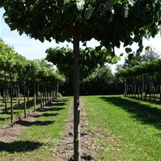 Tilia europaea 'Pallida' - Formgehölze, H mDb Dachform Sth. 240 cm 20- 25