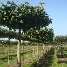 Tilia europaea 'Pallida' - Formgehölze, H mDb Dachform Sth. 240 cm 25- 30