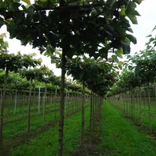 Tilia henryana, H mDb Dachform Sth. 240 cm 16- 18