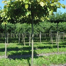 Tilia henryana, H mDb Dachform Sth. 240 cm 18- 20