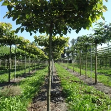 Tilia henryana, H mDb Dachform Sth. 240 cm 20- 25