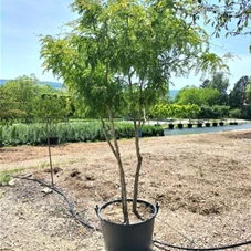 Gleditsia triacanthos 'Sunburst' - Formgehölze, mehrstämmig 250- 300