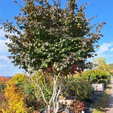 Parrotia persica - Formgehölze, mehrstämmig 300- 350