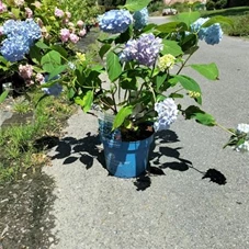 Hydrangea macr.'Endless Summer' blau, C 5 