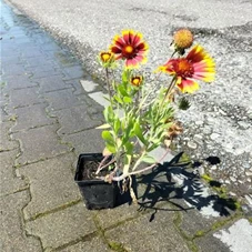 Gaillardia x grandiflora 'Kobold', P 0,5 